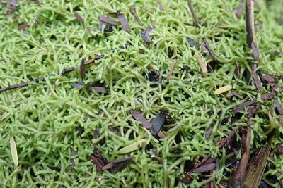 Riccia stricta, photographed by Robert Taylor