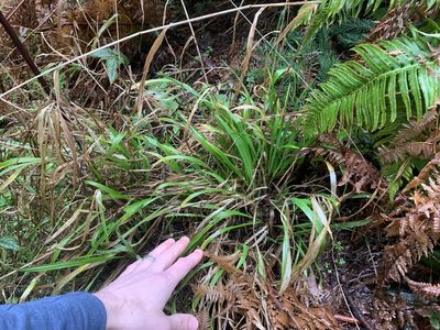Bromus vulgaris, photographed by Tom Erler