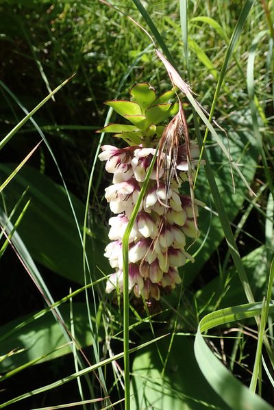 Eucomis humilis, photographed by Robert Taylor