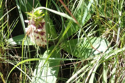 Eucomis humilis, photographed by Robert Taylor