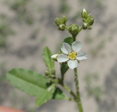 Limeum viscosum, photographed by Robert Taylor