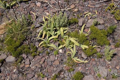 Urginavia capensis, photographed by Tony Rebelo