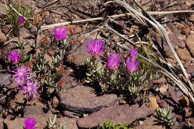 Lampranthus falcatus, photographed by Tony Rebelo