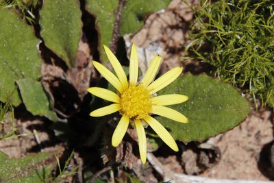 Haplocarpha lanata, photographed by Tony Rebelo