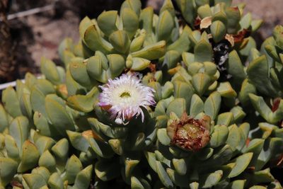Erepsia heteropetala, photographed by Tony Rebelo