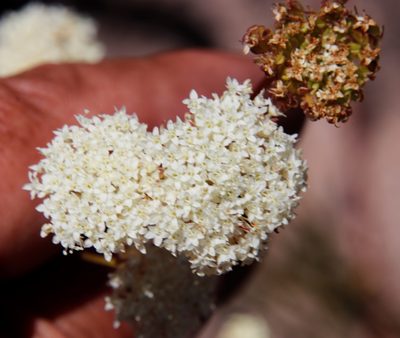 Hermas quercifolia, photographed by Tony Rebelo