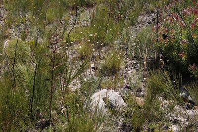 Hermas quercifolia, photographed by Tony Rebelo