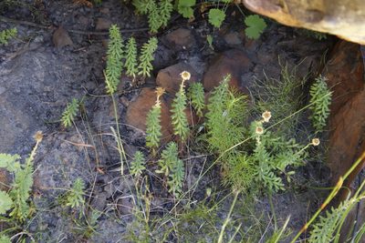 Osmitopsis afra, photographed by Tony Rebelo