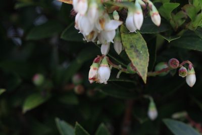 Vaccinium consanguineum, photographed by Jake Rehage