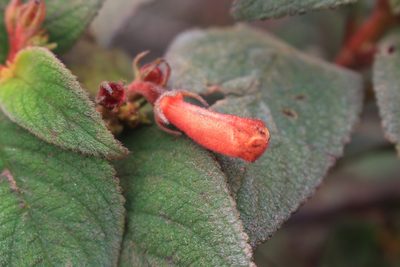 Moussonia strigosa, photographed by Jake Rehage