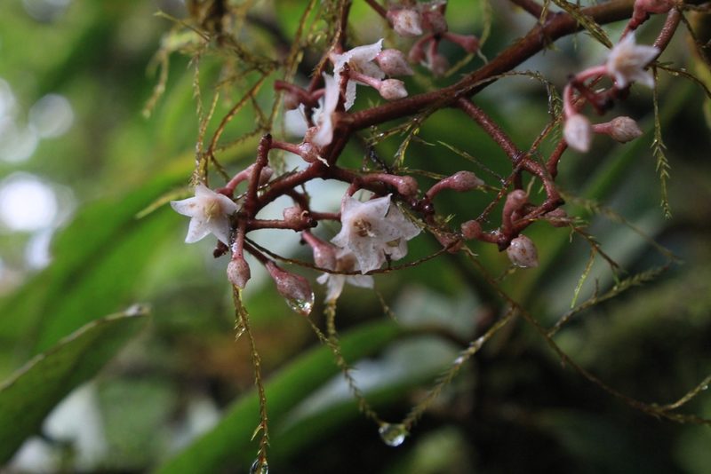 Ardisia glandulosomarginata, photographed by Jake Rehage