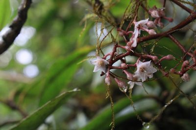 Ardisia glandulosomarginata, photographed by Jake Rehage