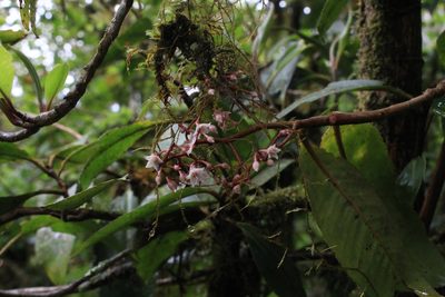 Ardisia glandulosomarginata, photographed by Jake Rehage