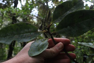 Ardisia glandulosomarginata, photographed by Jake Rehage