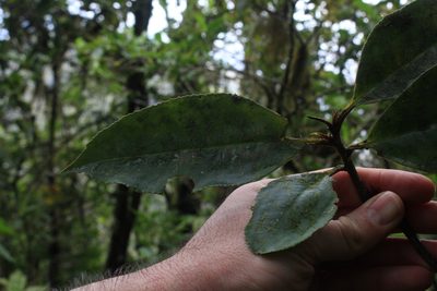 Ardisia glandulosomarginata, photographed by Jake Rehage