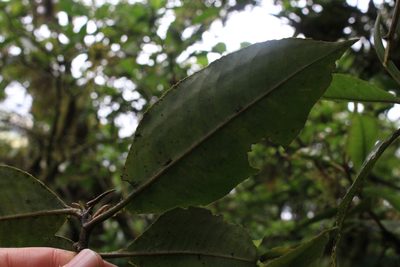 Ardisia glandulosomarginata, photographed by Jake Rehage