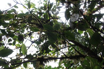 Ardisia glandulosomarginata, photographed by Jake Rehage