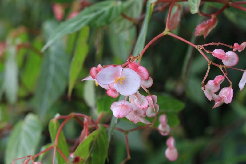 Begonia estrellensis, photographed by Jake Rehage