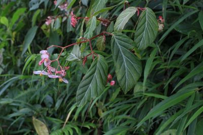 Begonia estrellensis, photographed by Jake Rehage