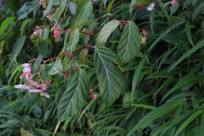 Begonia estrellensis, photographed by Jake Rehage