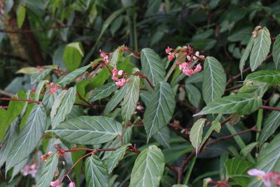 Begonia estrellensis, photographed by Jake Rehage
