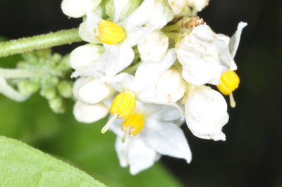 Solanum argentinum, photographed by aacocucci