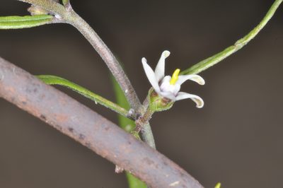 Tweedia brunonis, photographed by aacocucci