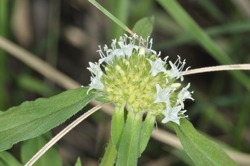 Spermacoce densiflora, photographed by aacocucci