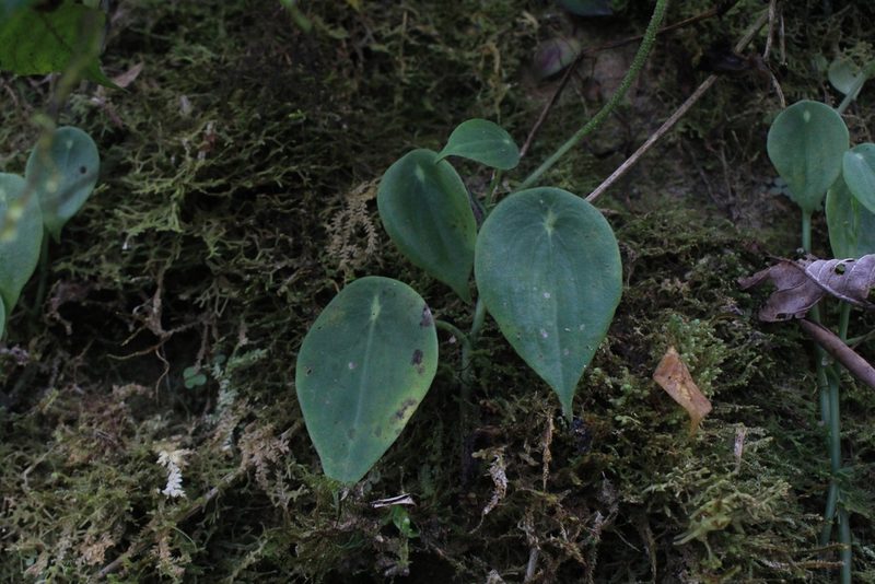 Peperomia amphitricha, photographed by Jake Rehage