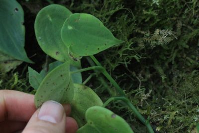 Peperomia amphitricha, photographed by Jake Rehage