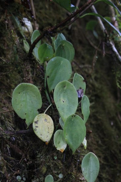 Peperomia amphitricha, photographed by Jake Rehage