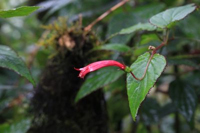 Centropogon costaricae, photographed by Jake Rehage