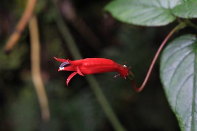 Centropogon costaricae, photographed by Jake Rehage