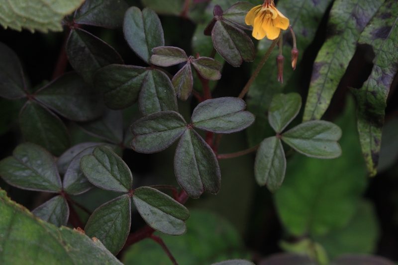 Oxalis spiralis, photographed by Jake Rehage