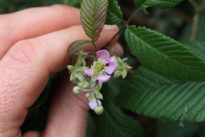 Rubus glaucus, photographed by Jake Rehage