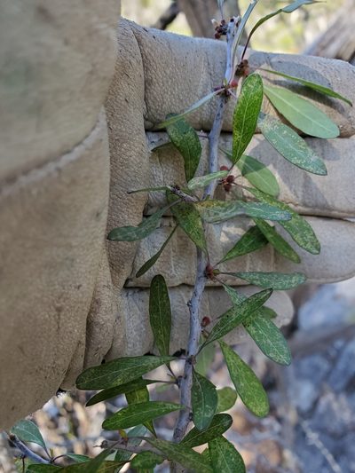 Prunus minutiflora, photographed by Jo Roberts