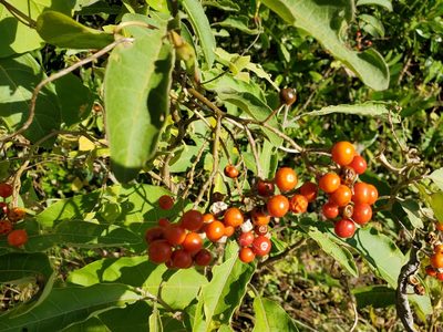 Solanum donianum, photographed by Tom Field