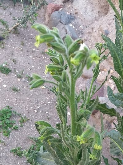Nicotiana undulata, photographed by Naturalist Tours
