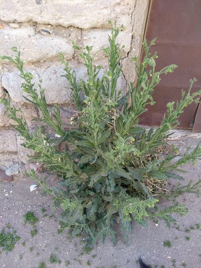 Nicotiana undulata, photographed by Naturalist Tours
