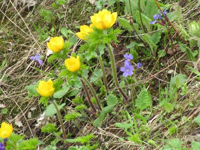 Pulsatilla aurea, photographed by Andrew Bazdyrev