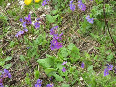 Primula amoena, photographed by Andrew Bazdyrev