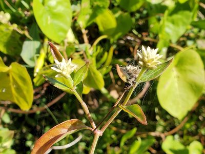 Alternanthera flavescens, photographed by Tom Field
