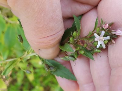 Capraria biflora, photographed by Tom Field