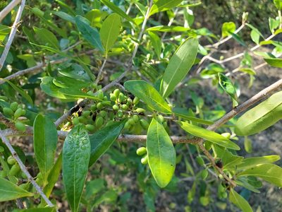 Forestiera segregata, photographed by Tom Field