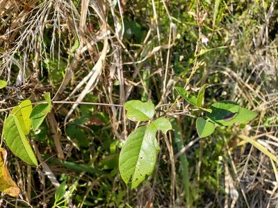 Galactia striata, photographed by Tom Field