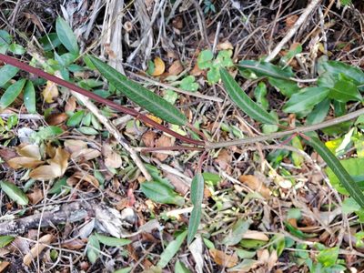 Rhabdadenia biflora, photographed by Tom Field