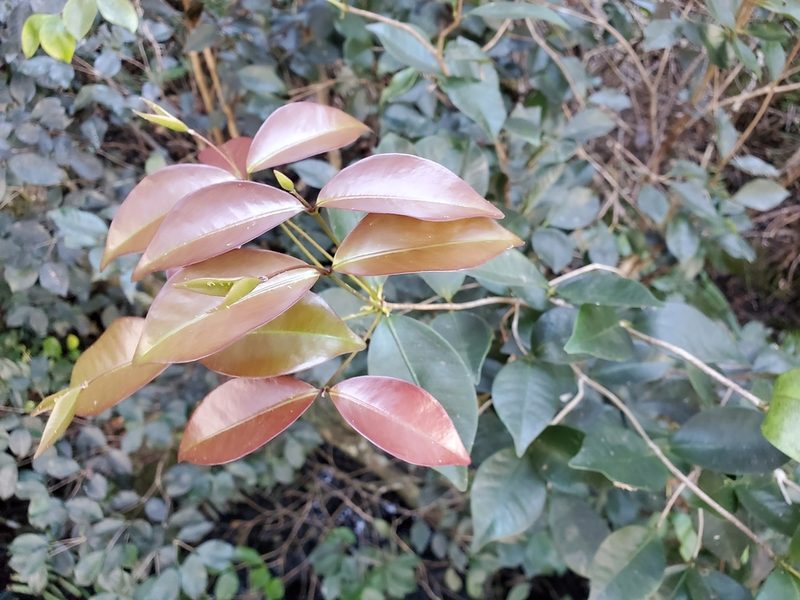 Syzygium nervosum, photographed by Tom Field