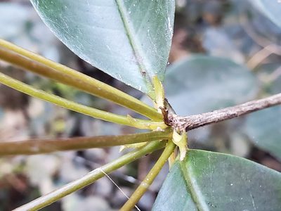 Syzygium nervosum, photographed by Tom Field