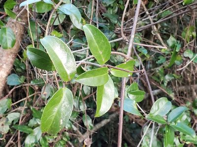 Hippocratea volubilis, photographed by Tom Field