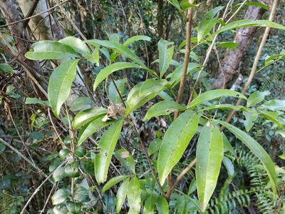Exothea paniculata, photographed by Tom Field